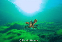 I was trying to capture this freshwater cray as it was in... by David Haintz 